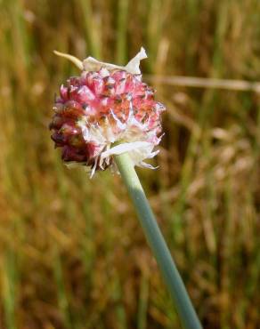 Fotografia 15 da espécie Allium vineale no Jardim Botânico UTAD