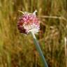 Fotografia 15 da espécie Allium vineale do Jardim Botânico UTAD