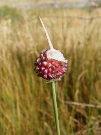 Fotografia da espécie Allium vineale