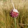 Fotografia 16 da espécie Allium vineale do Jardim Botânico UTAD