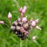 Fotografia 18 da espécie Allium vineale do Jardim Botânico UTAD