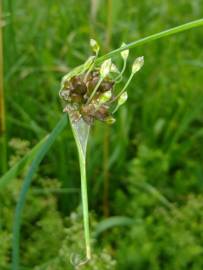 Fotografia da espécie Allium vineale