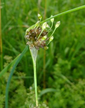 Fotografia 19 da espécie Allium vineale no Jardim Botânico UTAD