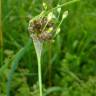 Fotografia 19 da espécie Allium vineale do Jardim Botânico UTAD