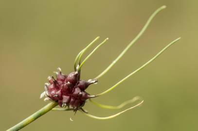 Fotografia da espécie Allium vineale