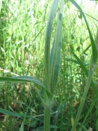 Fotografia da espécie Agrostemma githago