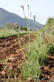 Fotografia da espécie Agrostemma githago