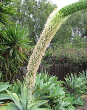 Fotografia 16 da espécie Agave attenuata no Jardim Botânico UTAD