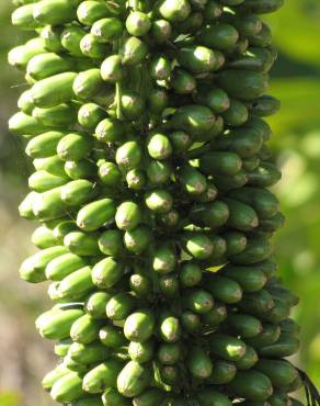 Fotografia 17 da espécie Agave attenuata no Jardim Botânico UTAD