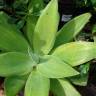 Fotografia 18 da espécie Agave attenuata do Jardim Botânico UTAD