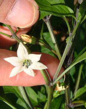 Fotografia 13 da espécie Capsicum annuum no Jardim Botânico UTAD