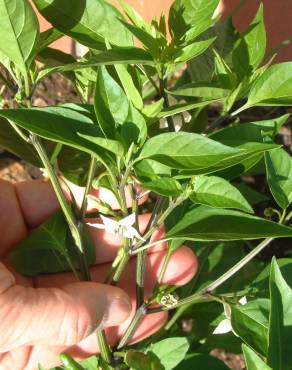 Fotografia 14 da espécie Capsicum annuum no Jardim Botânico UTAD