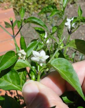 Fotografia 15 da espécie Capsicum annuum no Jardim Botânico UTAD