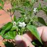 Fotografia 15 da espécie Capsicum annuum do Jardim Botânico UTAD