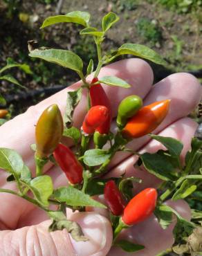 Fotografia 16 da espécie Capsicum annuum no Jardim Botânico UTAD