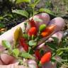 Fotografia 16 da espécie Capsicum annuum do Jardim Botânico UTAD