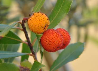 Fotografia da espécie Arbutus unedo