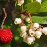 Fotografia 12 da espécie Arbutus unedo do Jardim Botânico UTAD