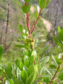 Fotografia da espécie Arbutus unedo