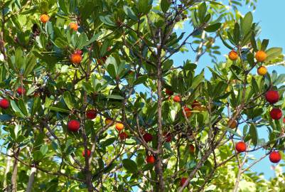 Fotografia da espécie Arbutus unedo