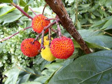 Fotografia da espécie Arbutus unedo