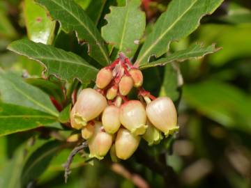 Fotografia da espécie Arbutus unedo