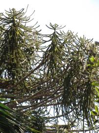 Fotografia da espécie Araucaria bidwillii