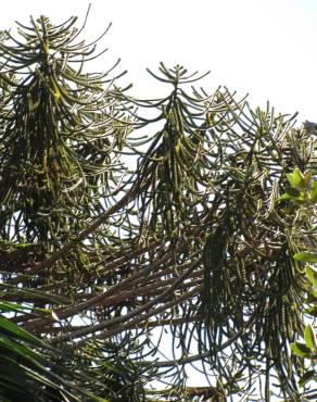 Fotografia 12 da espécie Araucaria bidwillii no Jardim Botânico UTAD