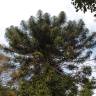 Fotografia 13 da espécie Araucaria bidwillii do Jardim Botânico UTAD