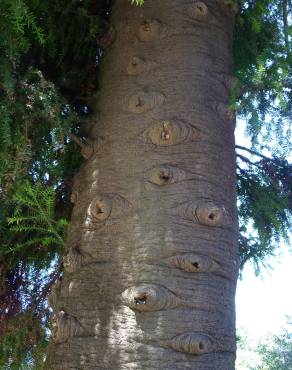 Fotografia 14 da espécie Araucaria bidwillii no Jardim Botânico UTAD