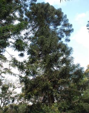 Fotografia 15 da espécie Araucaria bidwillii no Jardim Botânico UTAD