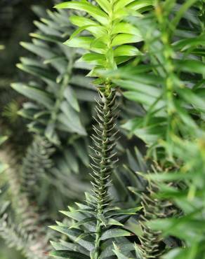 Fotografia 17 da espécie Araucaria bidwillii no Jardim Botânico UTAD