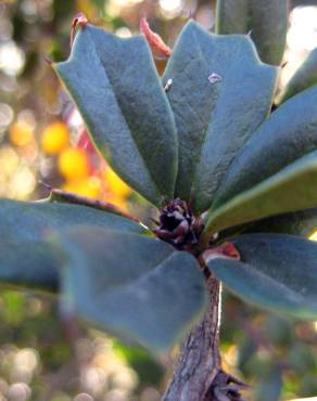 Fotografia 13 da espécie Berberis darwinii no Jardim Botânico UTAD