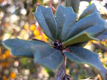 Fotografia da espécie Berberis darwinii