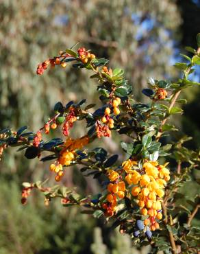 Fotografia 14 da espécie Berberis darwinii no Jardim Botânico UTAD