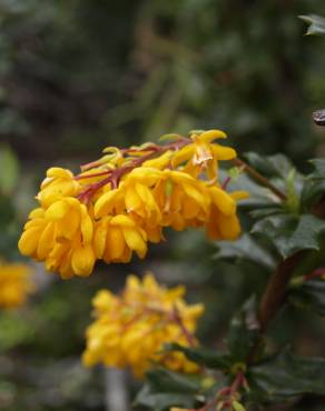 Fotografia 17 da espécie Berberis darwinii no Jardim Botânico UTAD