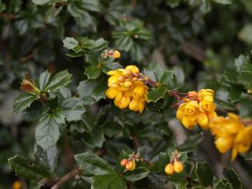 Fotografia da espécie Berberis darwinii