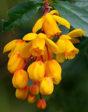 Fotografia 1 da espécie Berberis darwinii no Jardim Botânico UTAD