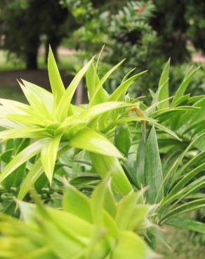 Fotografia 18 da espécie Araucaria bidwillii no Jardim Botânico UTAD