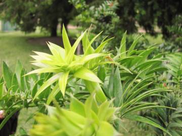 Fotografia da espécie Araucaria bidwillii