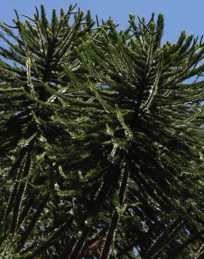 Fotografia 19 da espécie Araucaria bidwillii no Jardim Botânico UTAD