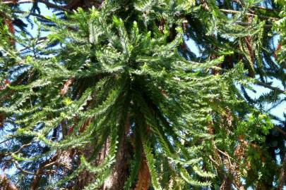 Fotografia da espécie Araucaria bidwillii