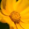 Fotografia 3 da espécie Coreopsis lanceolata do Jardim Botânico UTAD