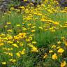 Fotografia 4 da espécie Coreopsis lanceolata do Jardim Botânico UTAD