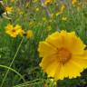 Fotografia 5 da espécie Coreopsis lanceolata do Jardim Botânico UTAD
