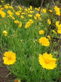 Fotografia da espécie Coreopsis lanceolata