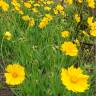 Fotografia 6 da espécie Coreopsis lanceolata do Jardim Botânico UTAD
