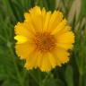 Fotografia 7 da espécie Coreopsis lanceolata do Jardim Botânico UTAD