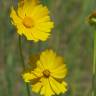 Fotografia 8 da espécie Coreopsis lanceolata do Jardim Botânico UTAD