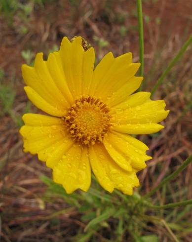 Fotografia de capa Coreopsis lanceolata - do Jardim Botânico